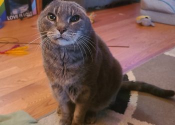 H Due Plans on Building Their Very Own Company, Due Zoo, to Help Special Needs Pets