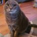 H Due Plans on Building Their Very Own Company, Due Zoo, to Help Special Needs Pets